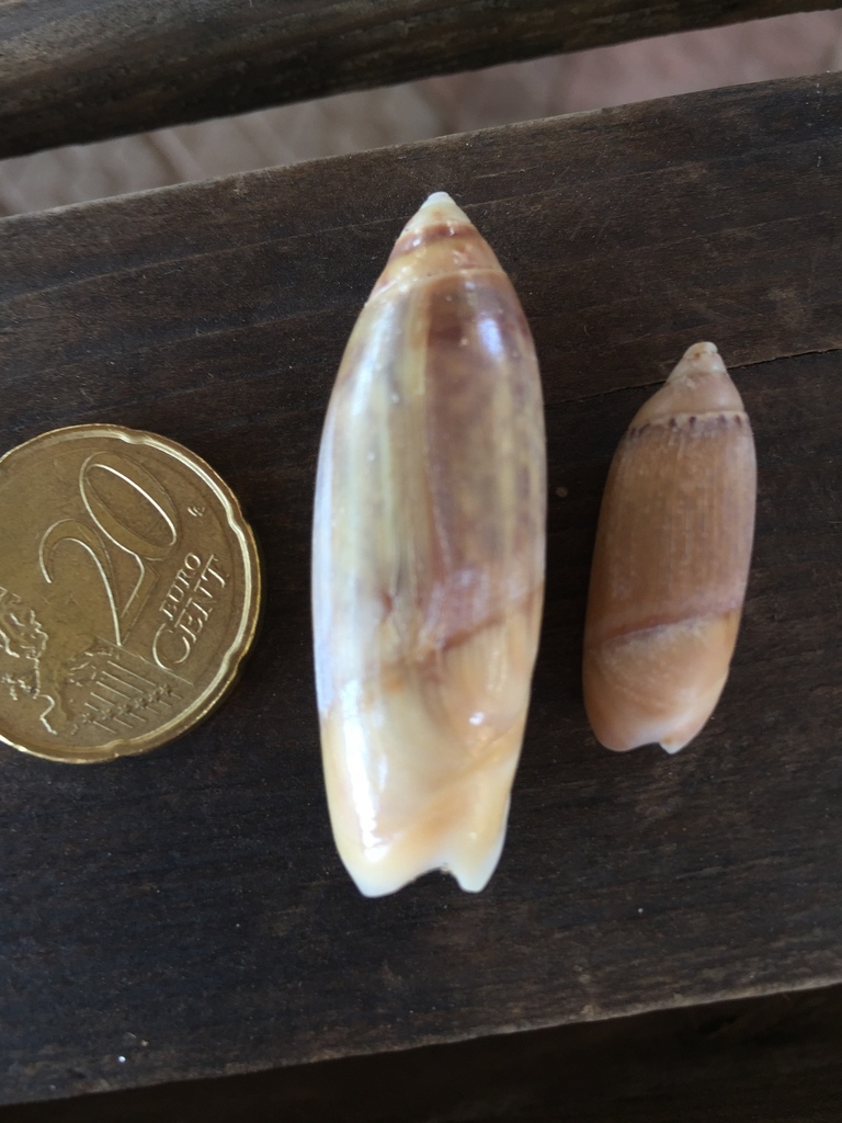 Agaronia acuminata