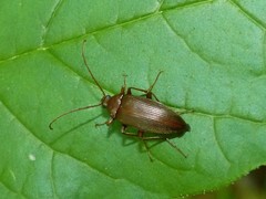Capnochroa fuliginosa