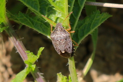 Holcostethus abbreviatus