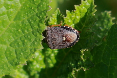 Holcostethus abbreviatus