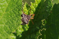 Holcostethus abbreviatus