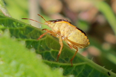 Holcostethus abbreviatus