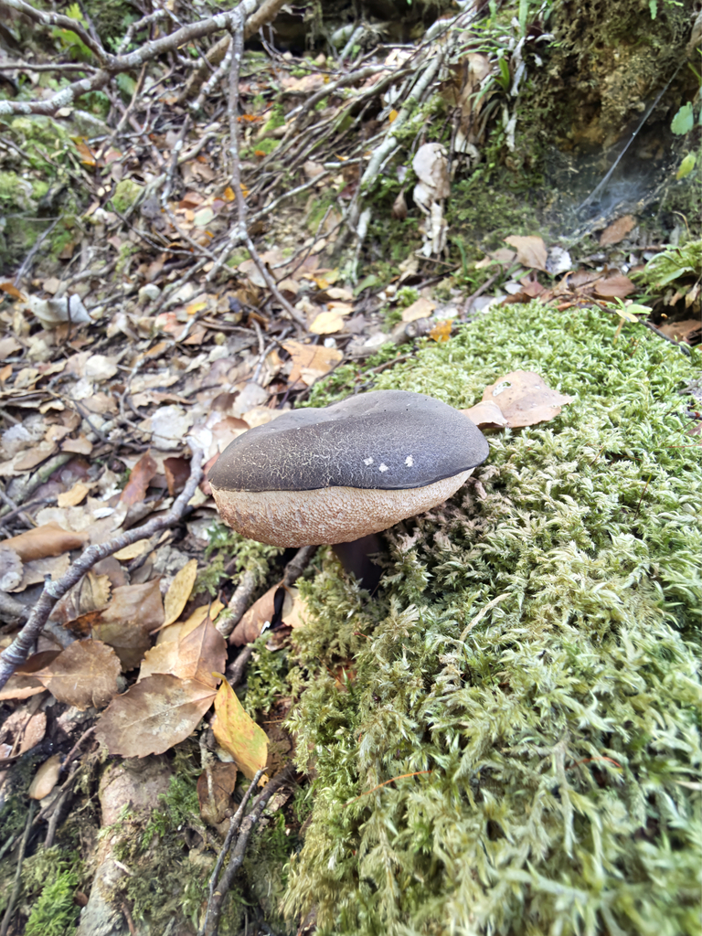 Tylopilus formosus · March 2026 · photo: © jeremy_rolfe (iNaturalist, cc-by)