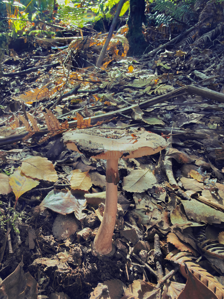 Amanita nothofagi · March 2026 · photo: © jeremy_rolfe (iNaturalist, cc-by)