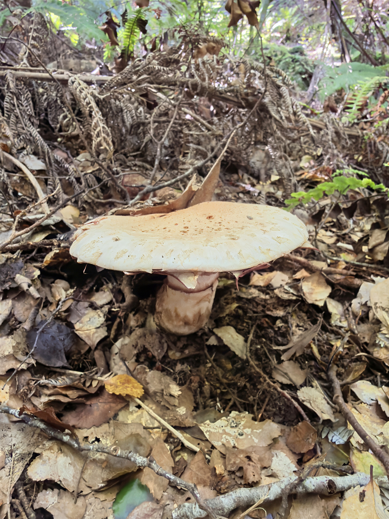 Hebeloma victoriense · March 2026 · photo: © jeremy_rolfe (iNaturalist, cc-by)