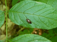Capnochroa fuliginosa