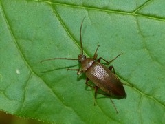 Capnochroa fuliginosa