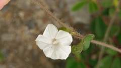 Ipomoea biflora