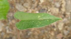 Ipomoea biflora