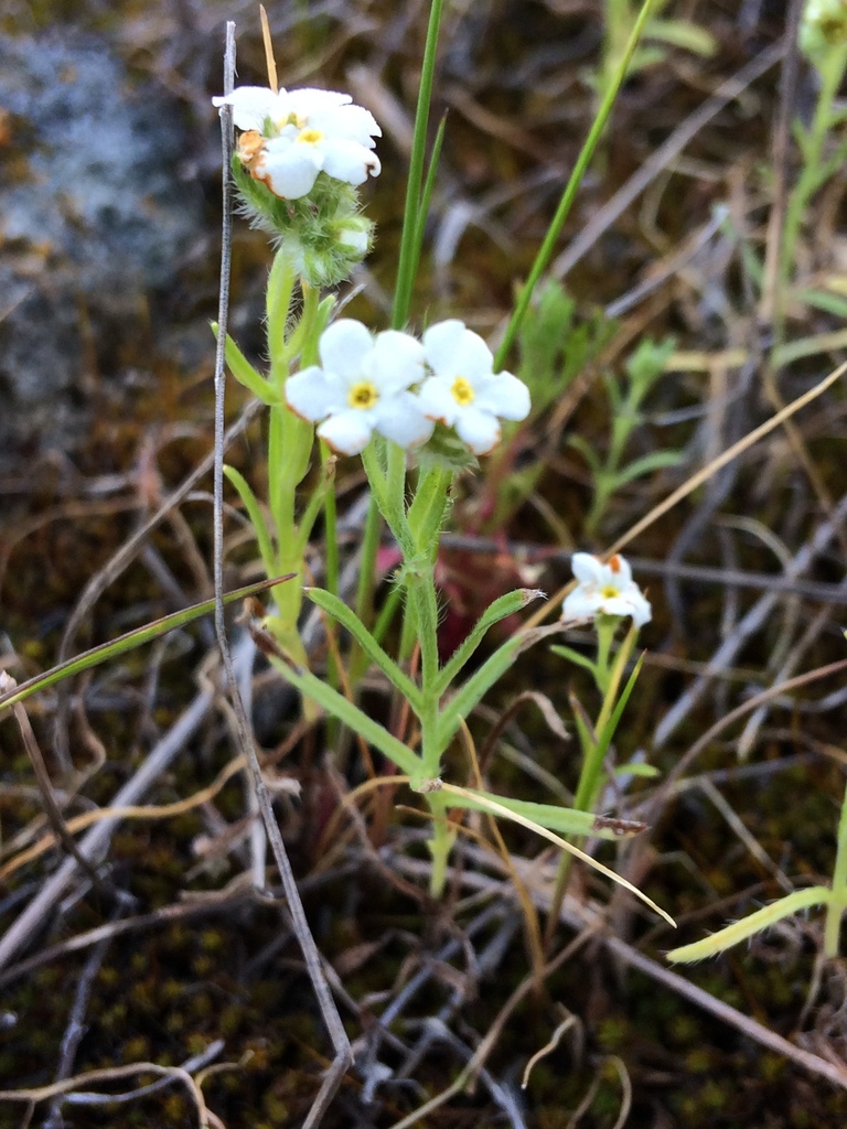 San Clemente Island Upland Cryptantha