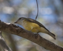 Microeca flavigaster