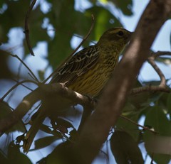 Oriolus flavocinctus