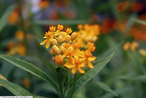 Asclepias curassavica