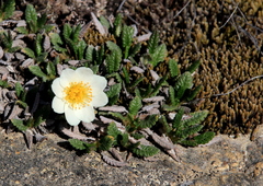 Dryas oxyodonta