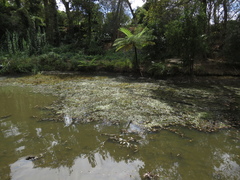 Myriophyllum aquaticum