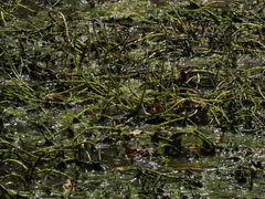 Myriophyllum aquaticum