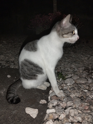 Domestic Cat