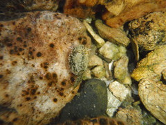 Lepidurus arcticus