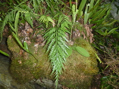 Asplenium appendiculatum appendiculatum