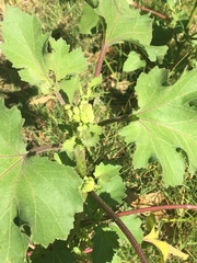 Xanthium cavanillesii