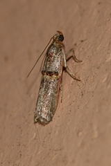 Hypargyria definitella