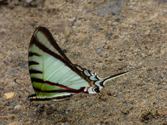 Protographium epidaus