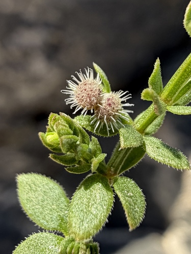Galium proliferum