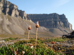 Acyrthosiphon svalbardicum