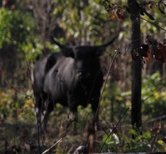 Bos javanicus domesticus