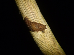 Pseudaneitea