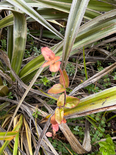 Epilobium chlorifolium observed 2026-03-20