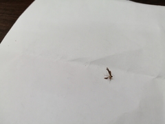 Lantanophaga pusillidactylus