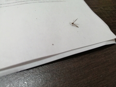 Lantanophaga pusillidactylus