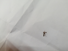 Lantanophaga pusillidactylus