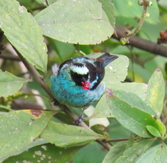 Tangara labradorides