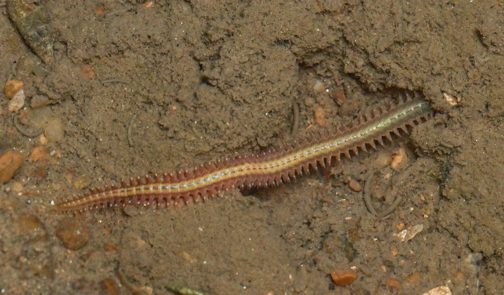 Ragworms and Allies from 中国山东省威海市荣成市 on March 21, 2026 at 08:56 PM by ...