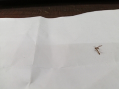 Lantanophaga pusillidactylus