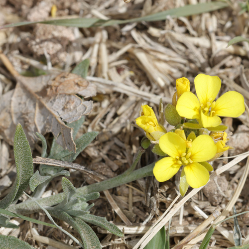 Gordon's bladderpod (Physaria gordonii)