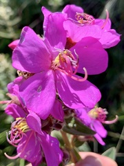 Tibouchina