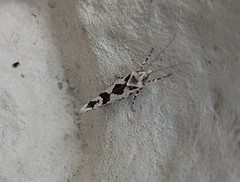 Ypsolopha sequella