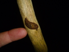 Pseudaneitea