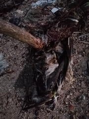 Pelecanus occidentalis