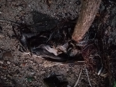 Pelecanus occidentalis