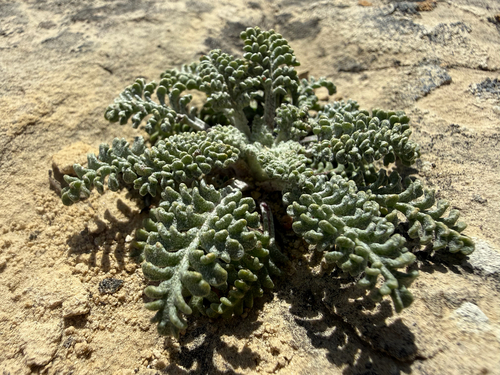 Hoary Pincushion (Chaenactis douglasii)