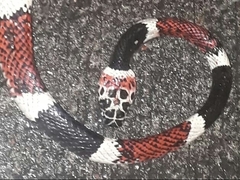 Rhinobothryum bovallii