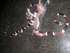 Rhinobothryum bovallii