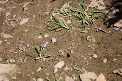 Leptotes cassius cassidula