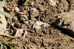 Cupido comyntas texana