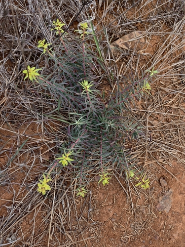 Euphorbia prolifera