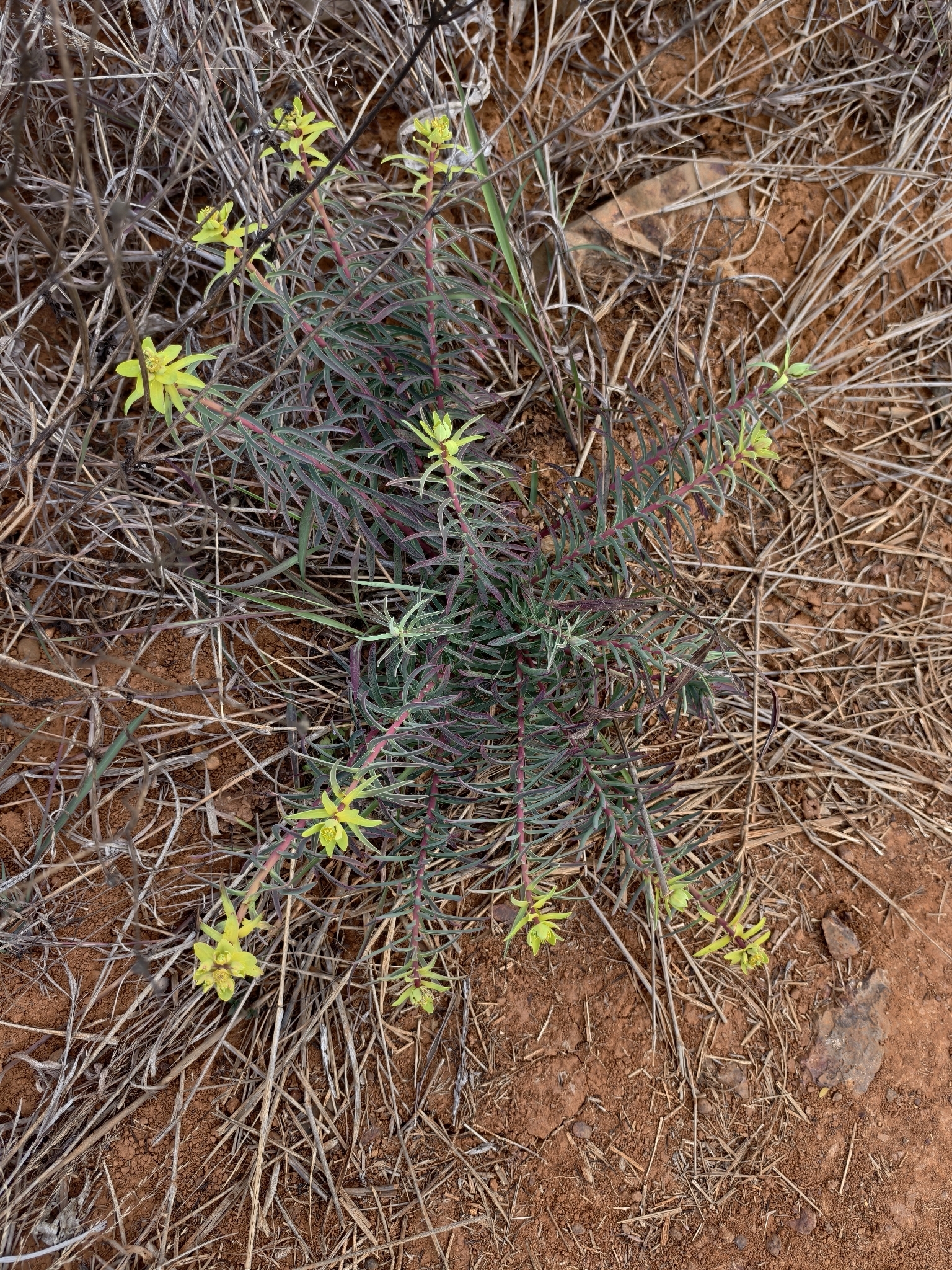 Euphorbia prolifera